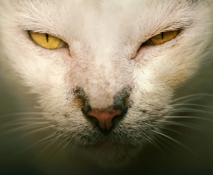 a white cat with yellow eyes looks at the camera