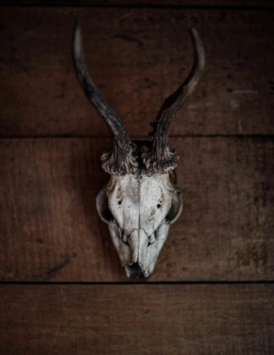 an animal skull is on a wooden wall