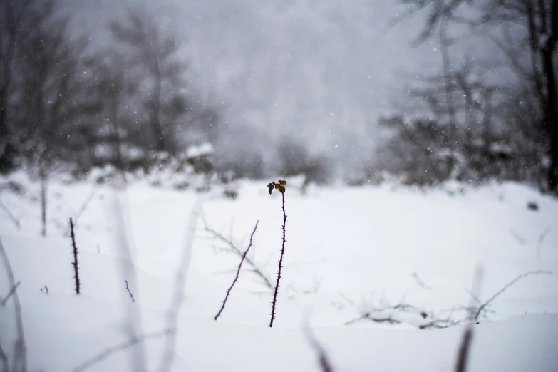 the image shows snow falling on the treetops