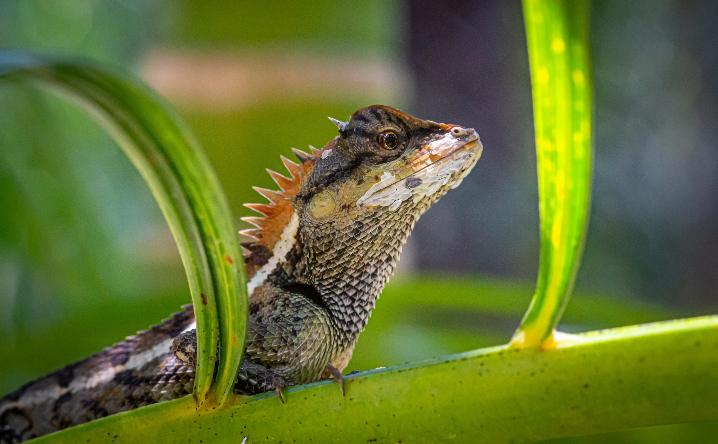 an iguana is resting on a plant looking at soing