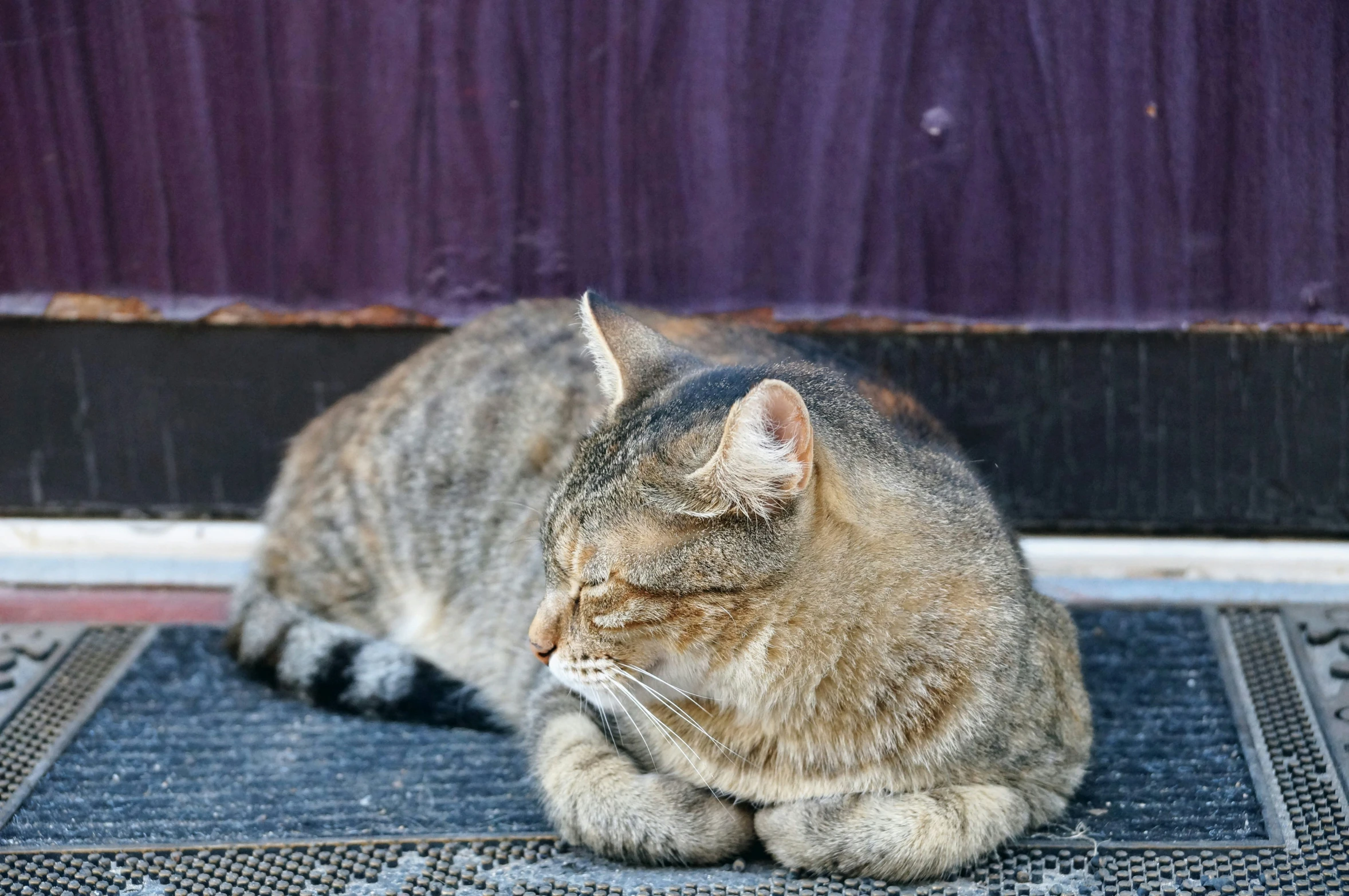 a cat that is laying on a mat