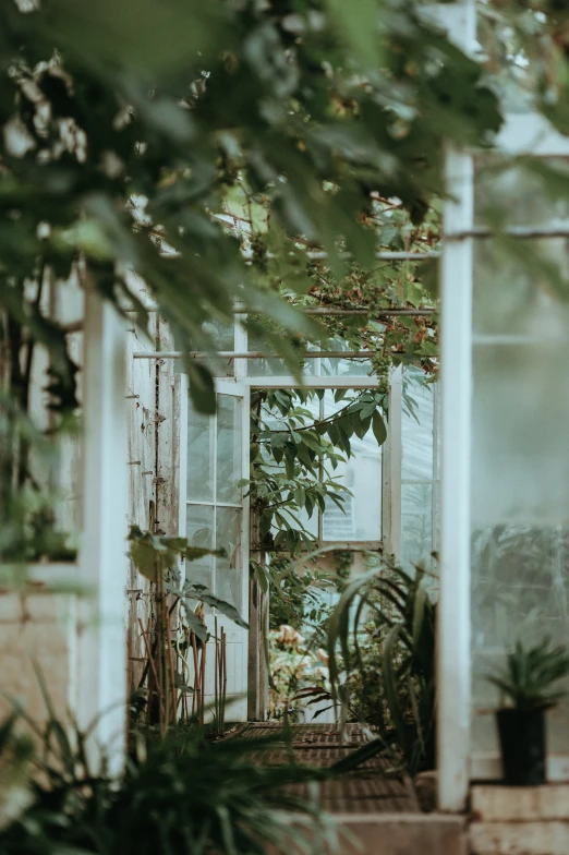 the interior of an old greenhouse with lots of plants