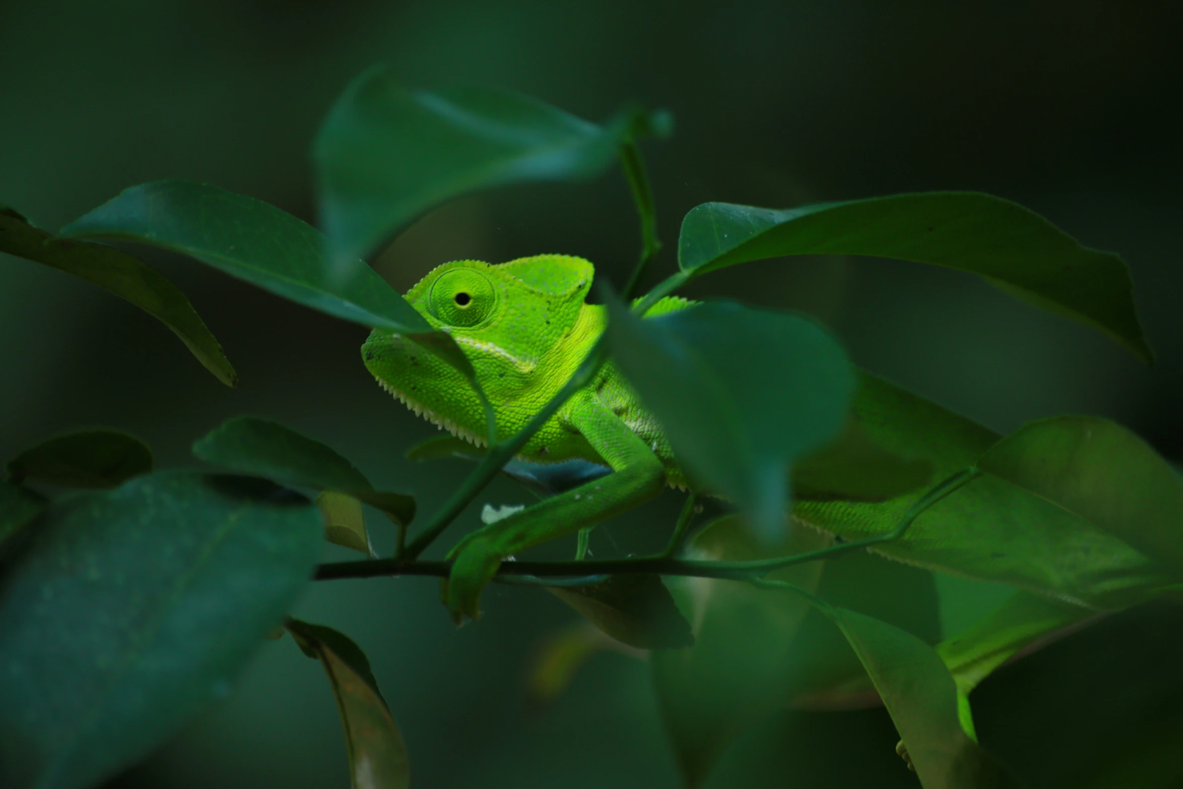 green lizard sitting on the tree nch looking in direction