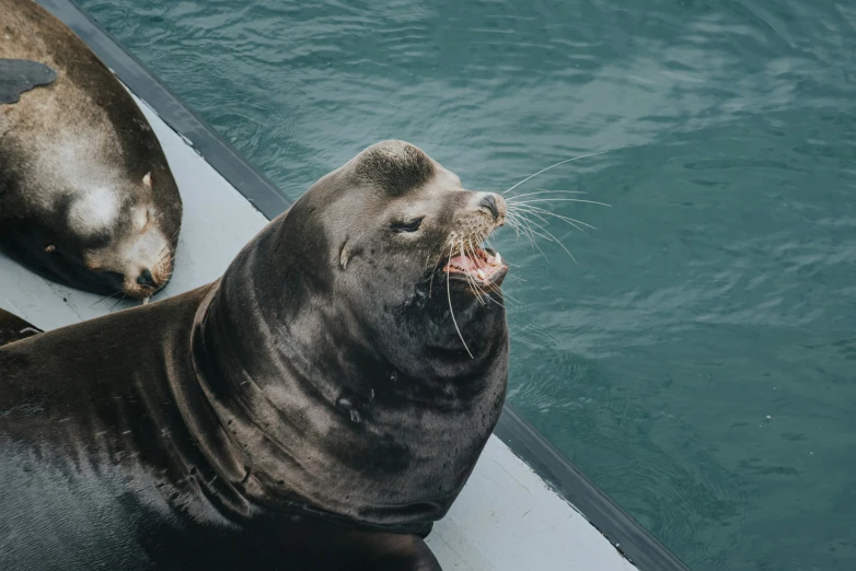 a seal is yawning on a dock next to the water