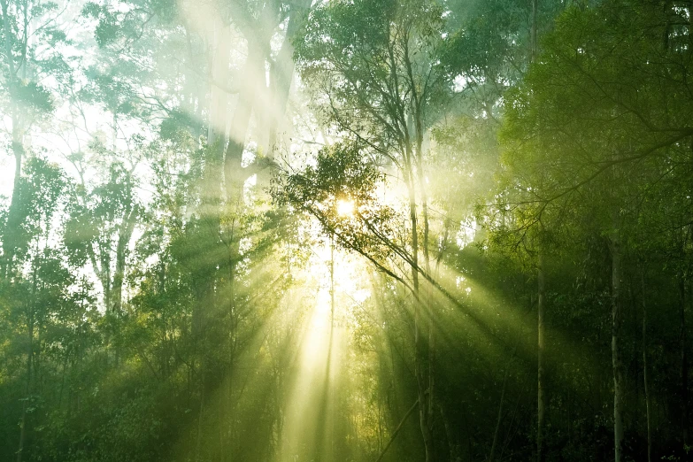 the sun shines through the trees on the forest floor