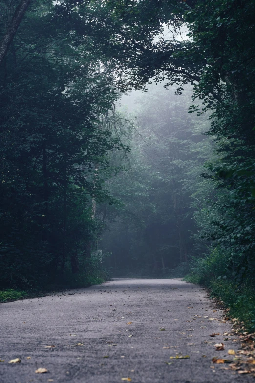 the trees are surrounding the empty road