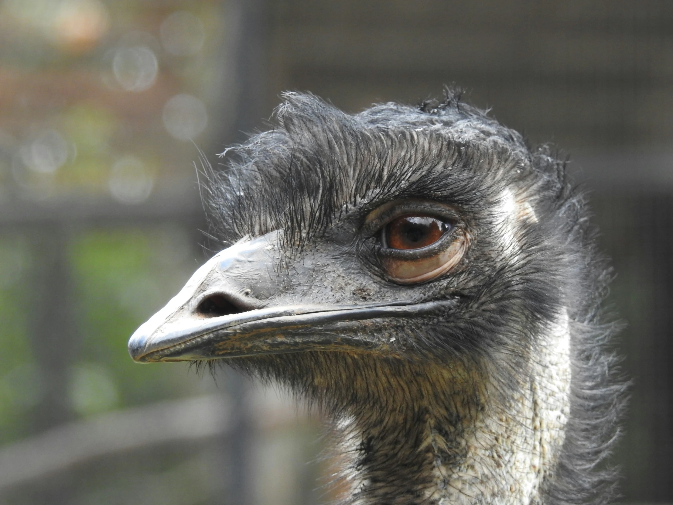 an ostrich is standing in a fenced area