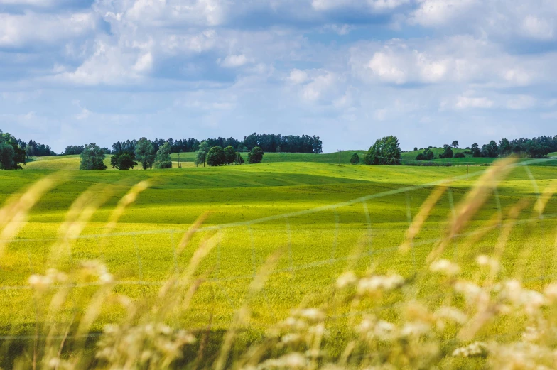 a field that has some tall grass on it