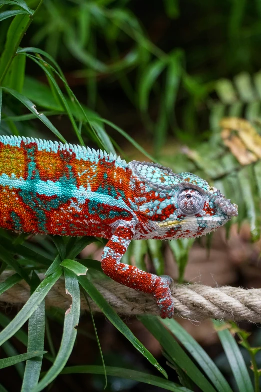 a very colorful chamelon sitting on a rope