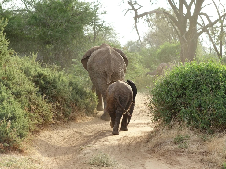 an elephant and her baby walking together down a dirt road