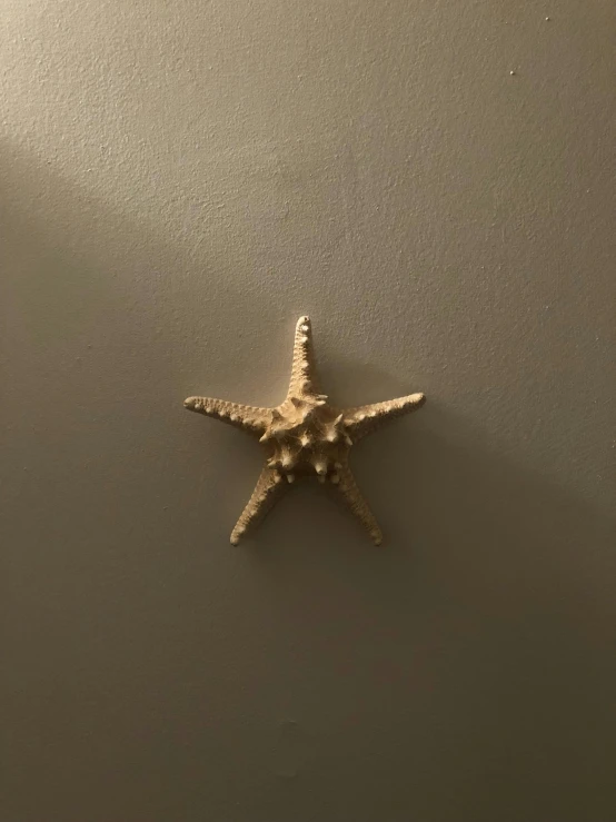 an image of a starfish hanging on the wall