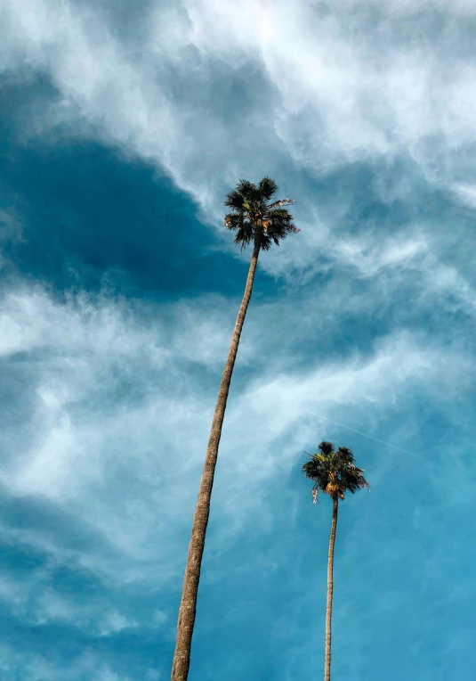 two palm trees reaching up into the clouds