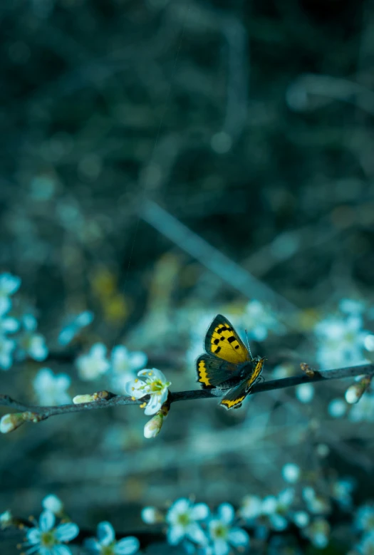 a erfly sitting on a nch with flowers