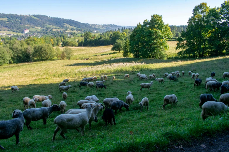 many sheep are walking in the grass near some trees