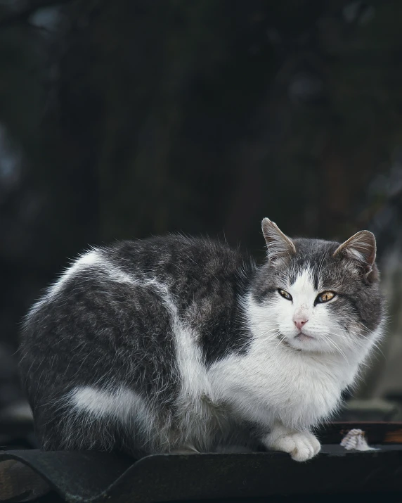 a gray and white cat with its head down and another behind him