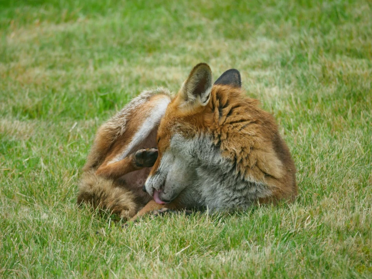 a mother and baby kangaroo laying in the grass