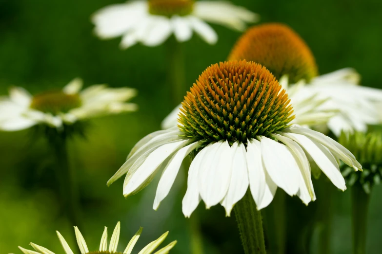 a close up of a yellow and white flower