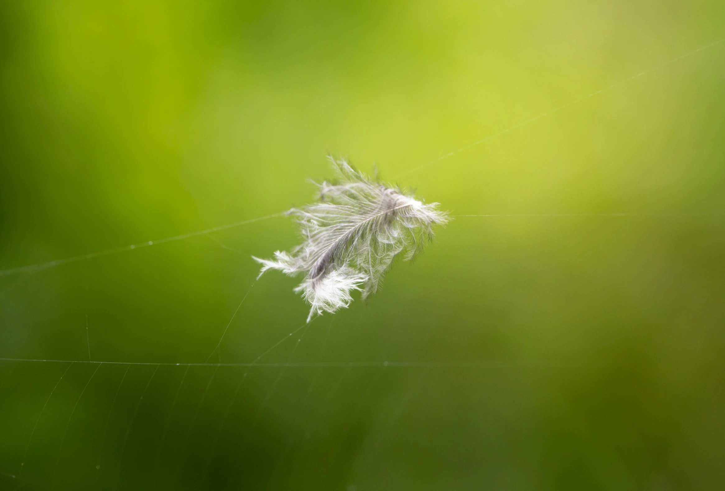 the tail of a dried white bird is on a web