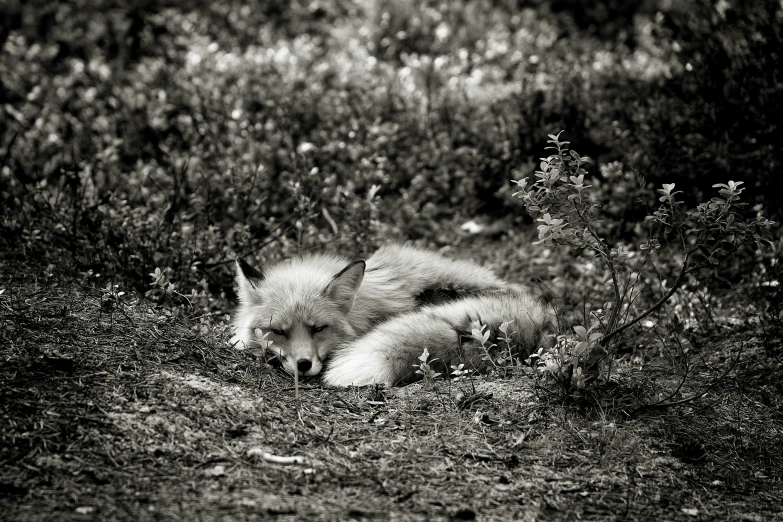 a baby fox sits in the grass with its mother