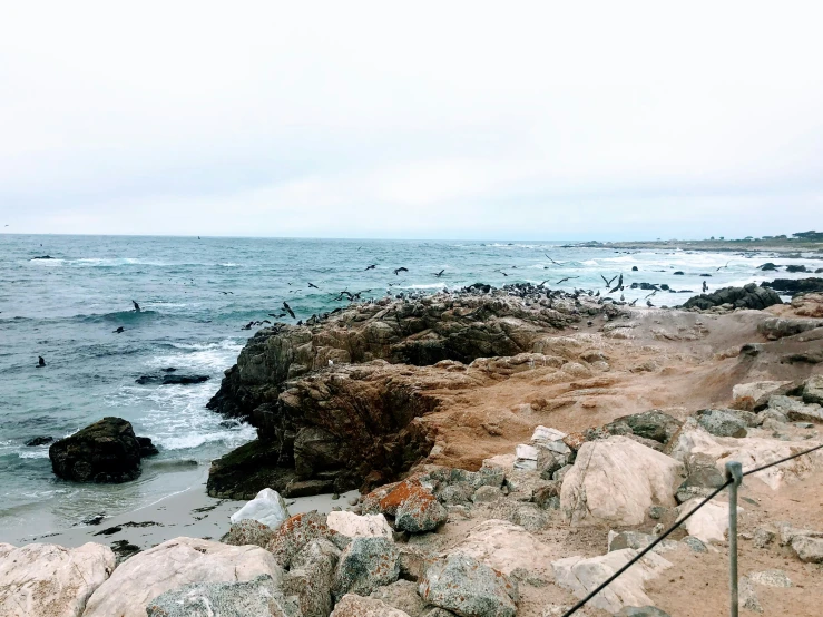 a number of birds on the shore near water