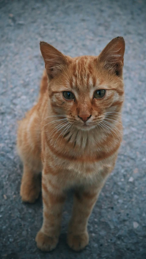 the orange cat looks at the camera with a grated pattern on it's chest