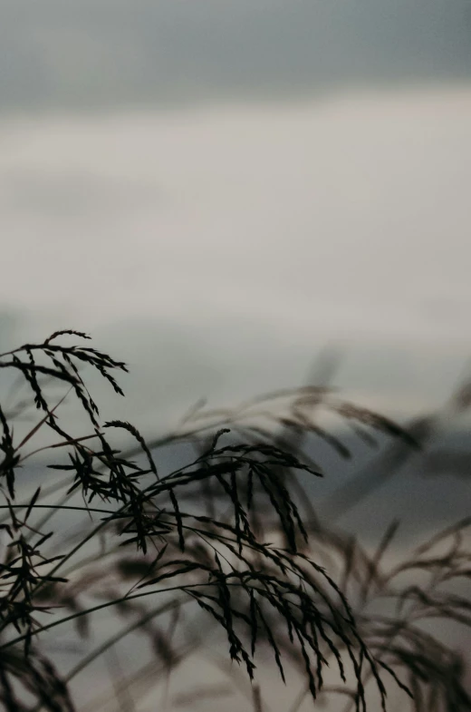 tall grass and a small bird in the distance