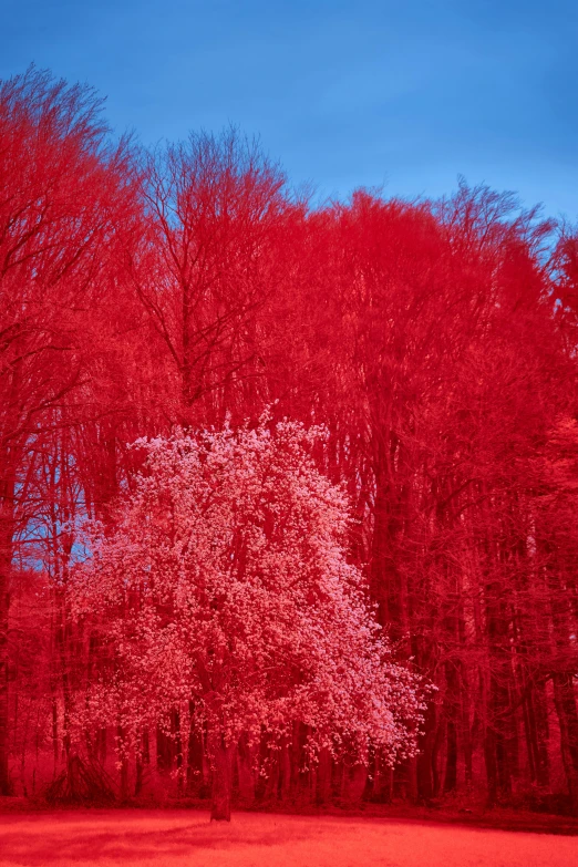 the trees are completely red in the pograph