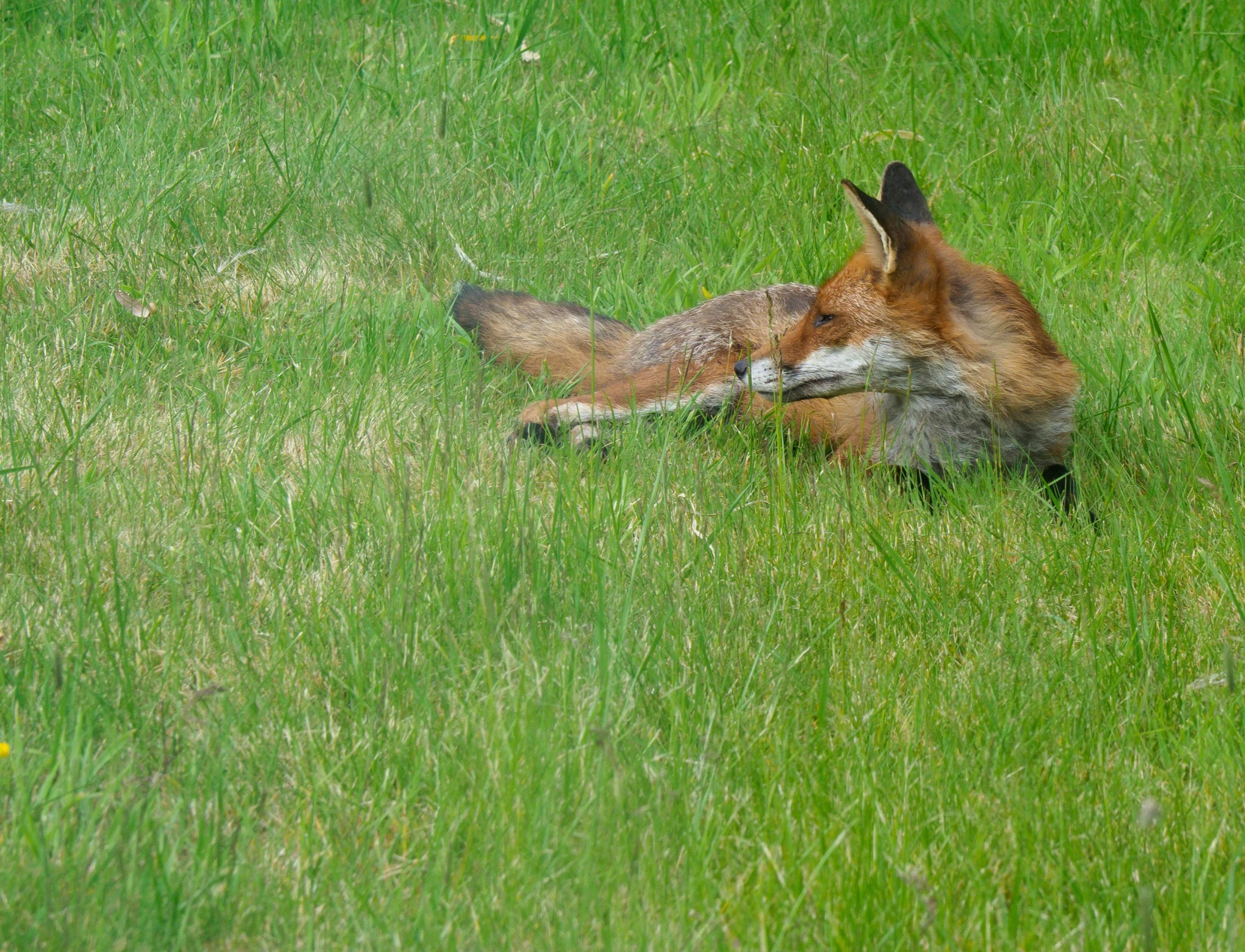 the brown fox lays on its back in the tall grass