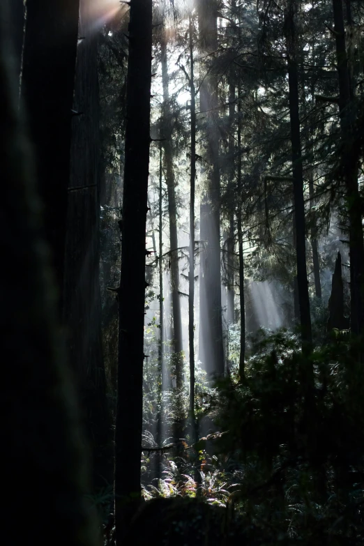 sunlight peaking through trees and sun rays coming down