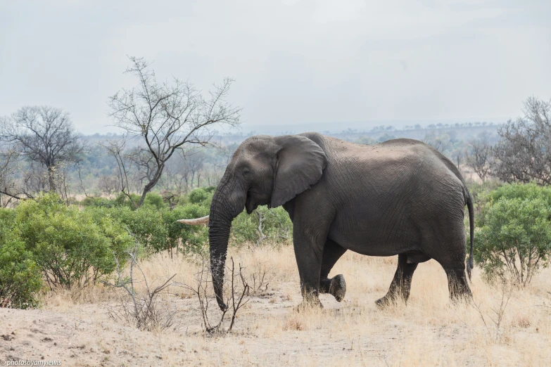 a big elephant is standing in the middle of some weeds