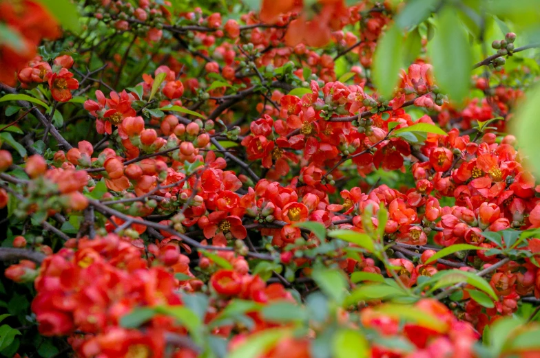 some red flowers in bloom with leaves on them