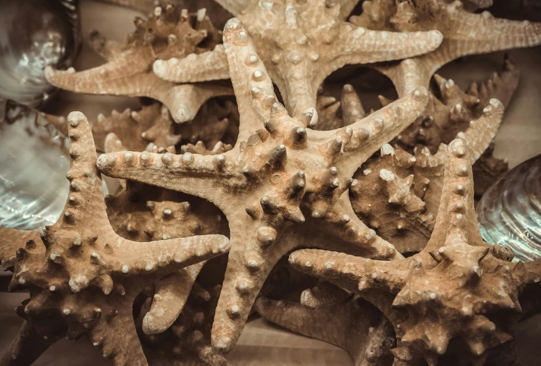 some very pretty rocks and a bunch of starfish