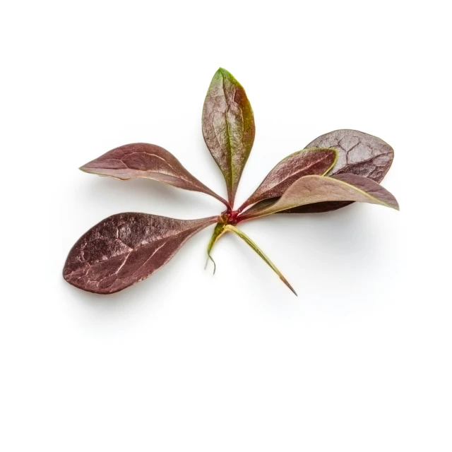 red leaves with green centers on a white background