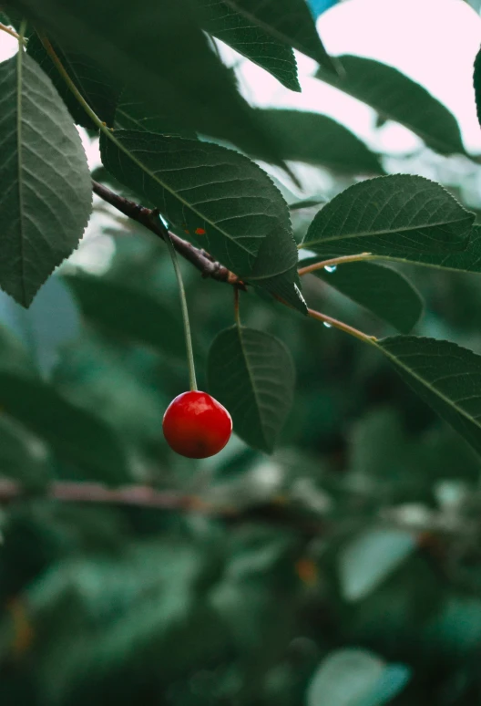 the berry is still on the tree nch