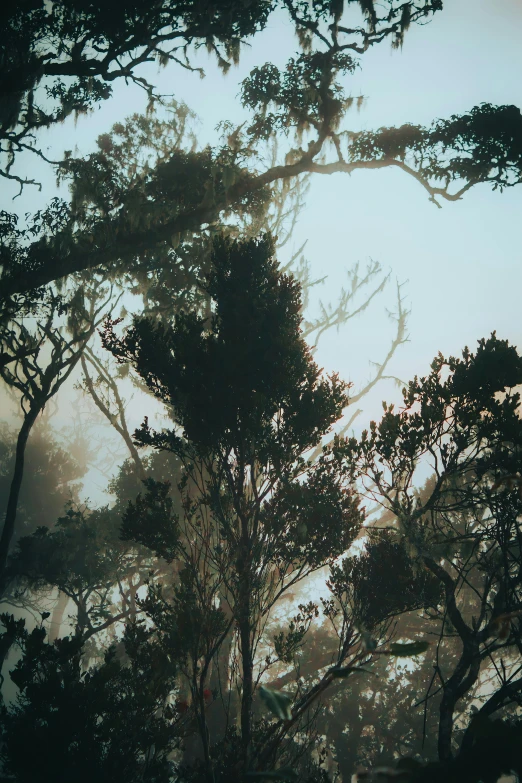 an image of the sun shining through the trees