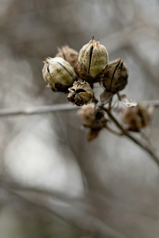 the buds of a tree nch, with leaves in the background