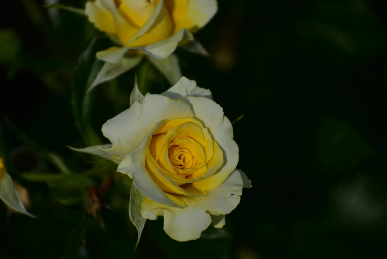 three yellow and white roses growing together