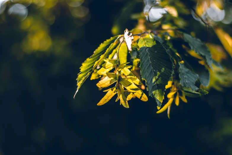 yellow flower buds and leaves with green background