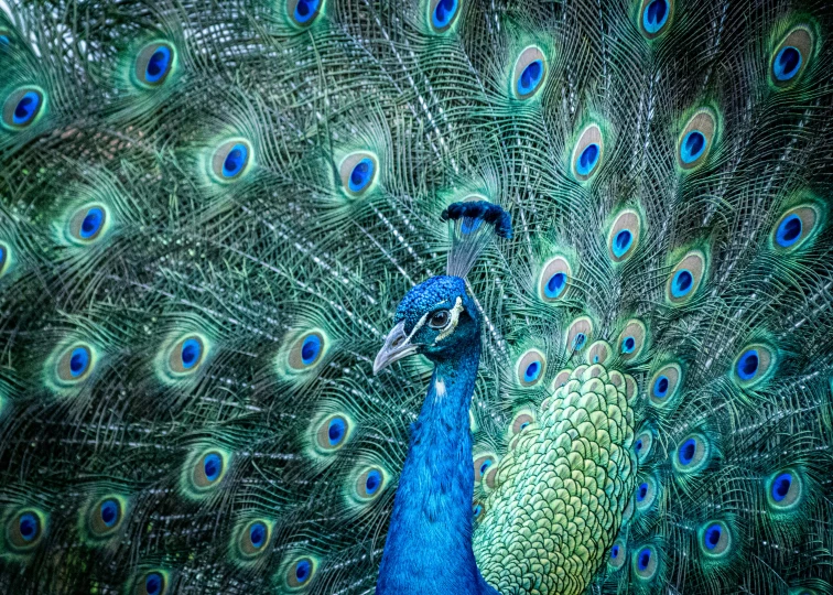 a peacock shows his feathers while he looks back