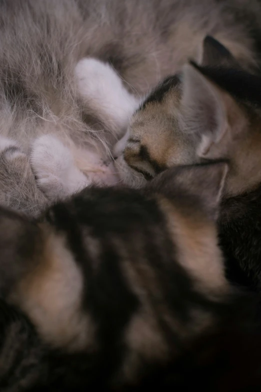 a kitten taking nap with another cat beside him