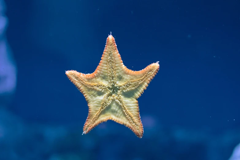 a yellow starfish floating across blue water