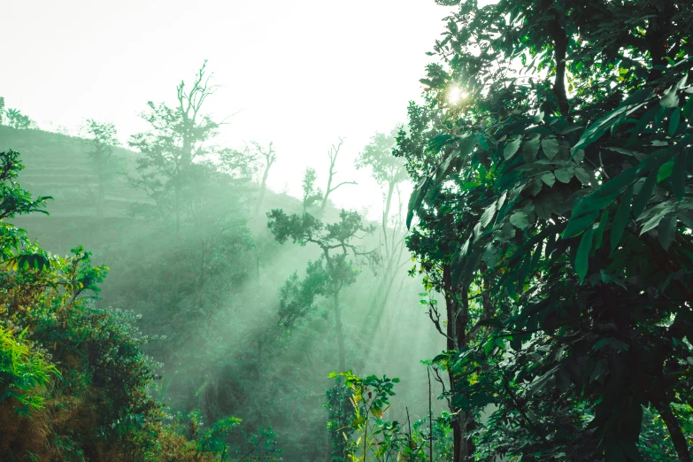 sunlight is shining through trees in a foggy area