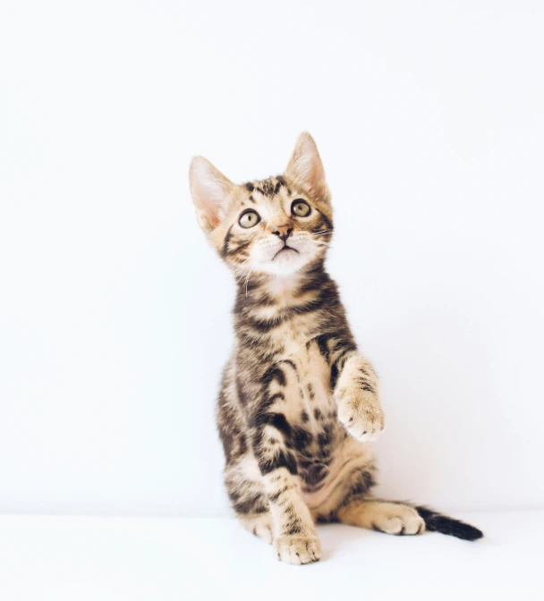 a cat is posed for the camera and is holding one paw up