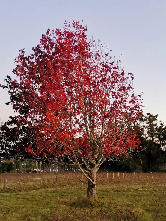 a tree with bright red leaves in an open field
