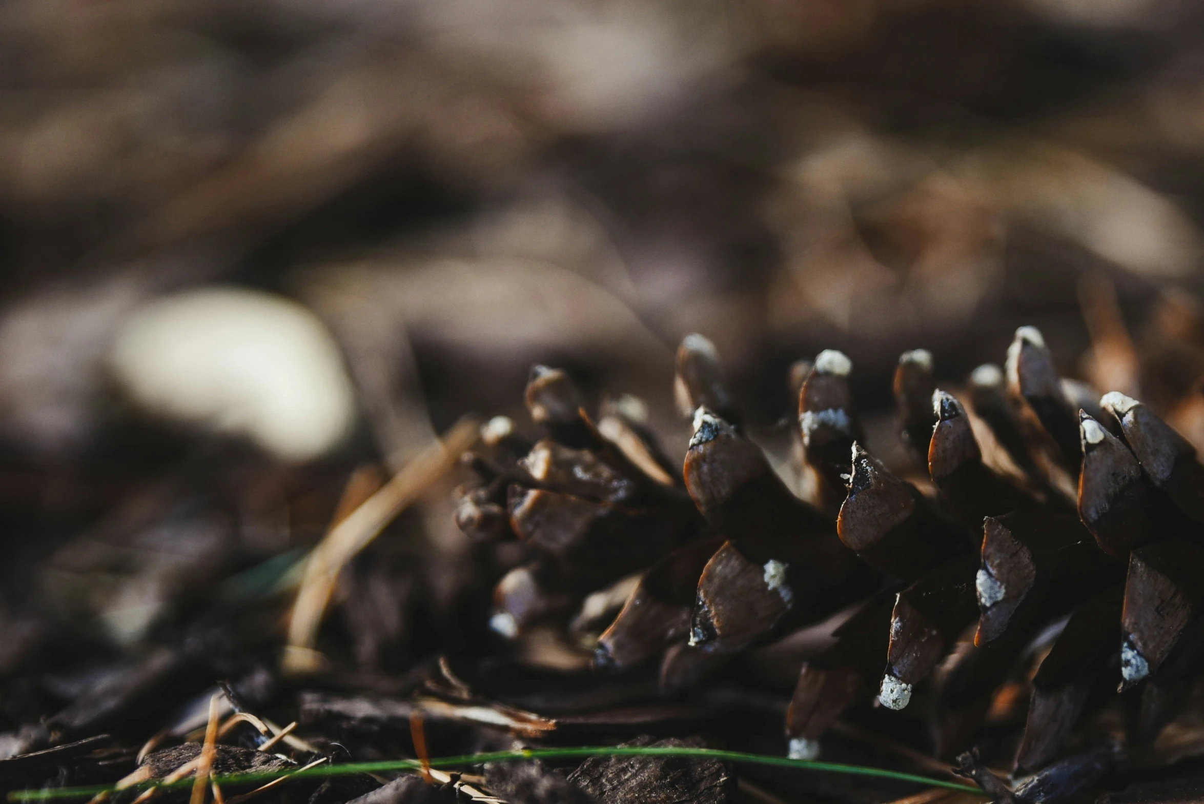 small pine cones laying in the dirt