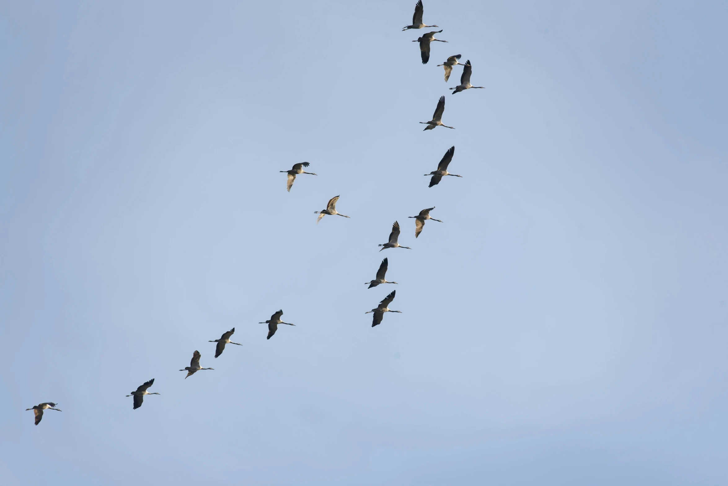 a flock of birds flying through the sky