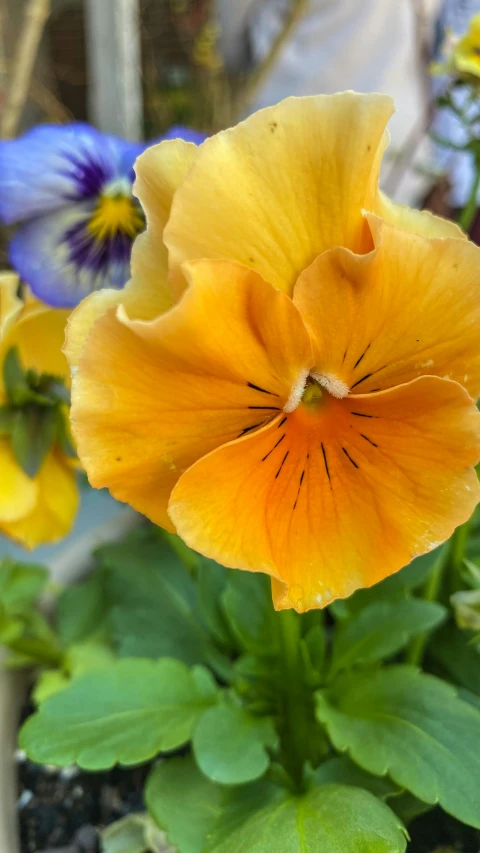 a close up po of a pretty yellow and purple flower