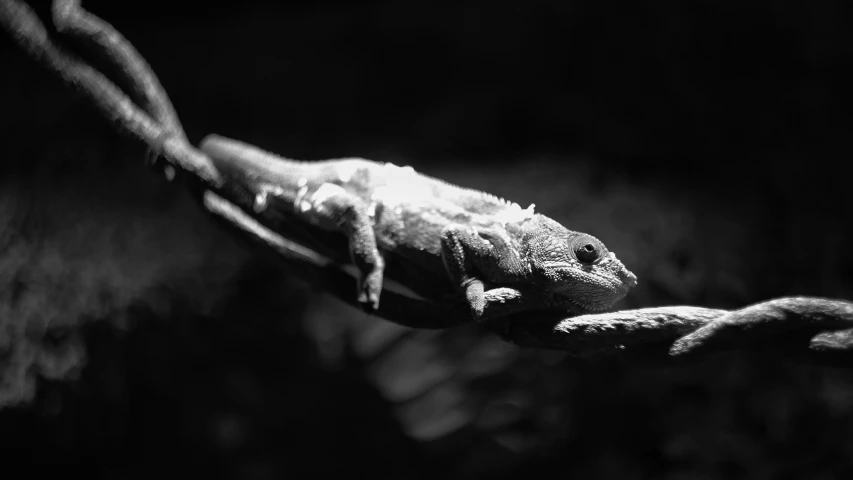 black and white po of lizard on limb