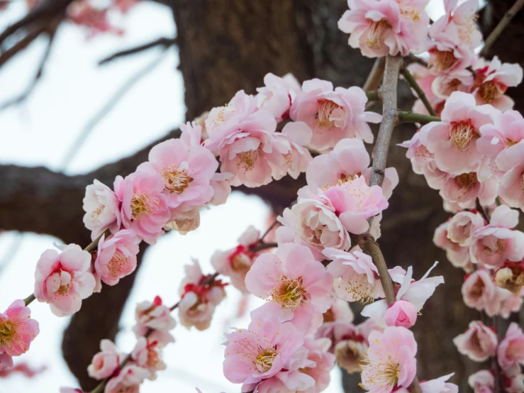 a pink flower growing from the middle of a tree