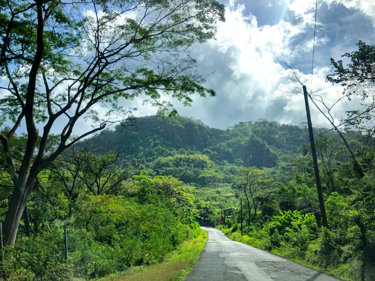 a narrow country road passing between large trees